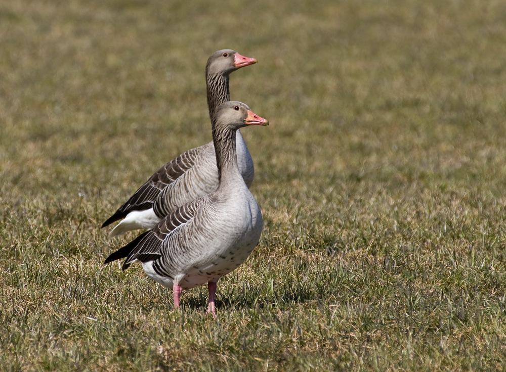 Meine ersten Gänse......