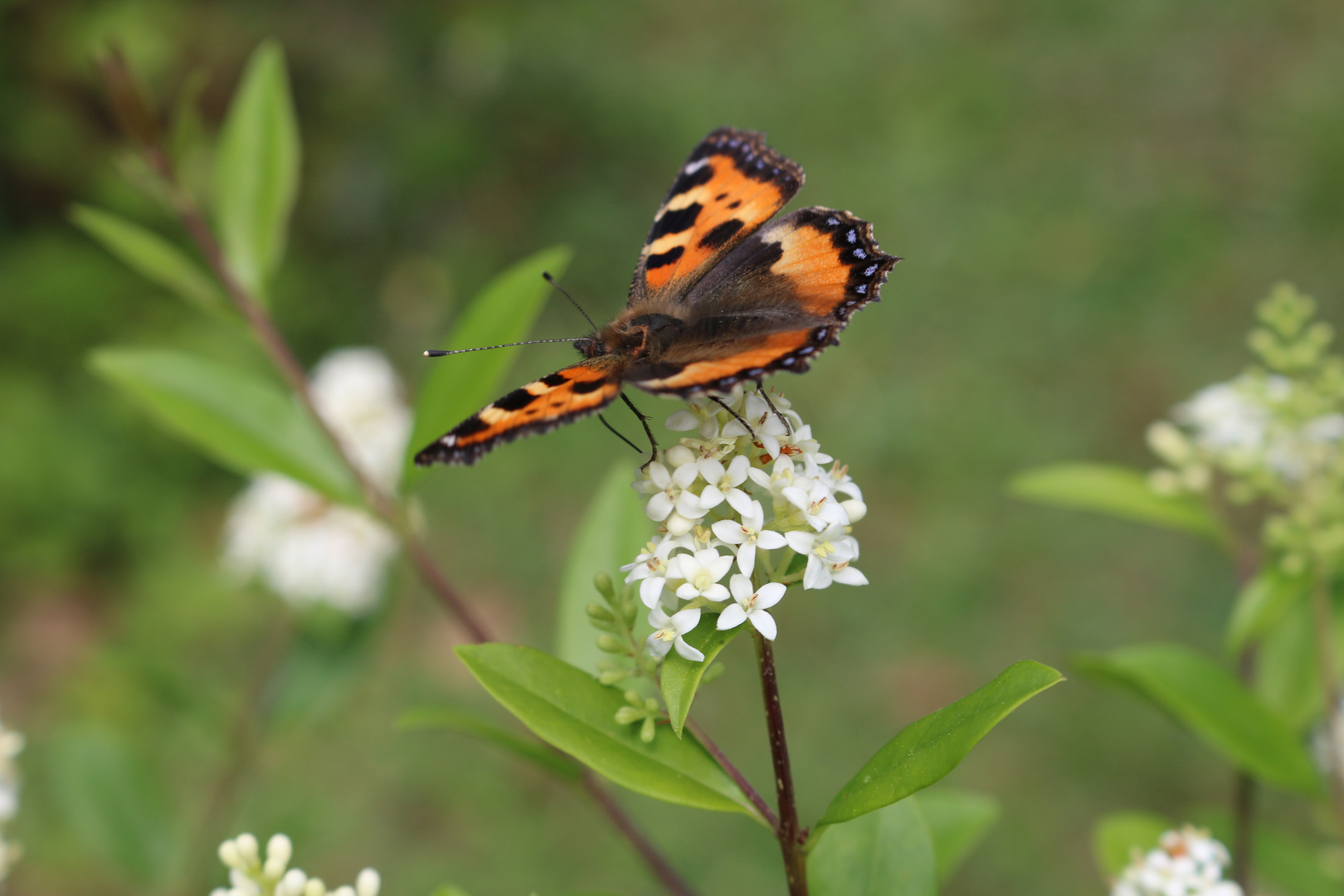 meine ersten gehversuche mit der EOS 70D