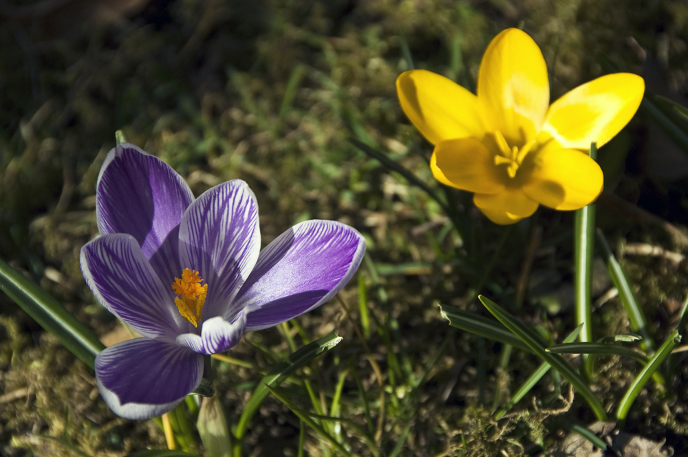 Meine ersten Krokusse