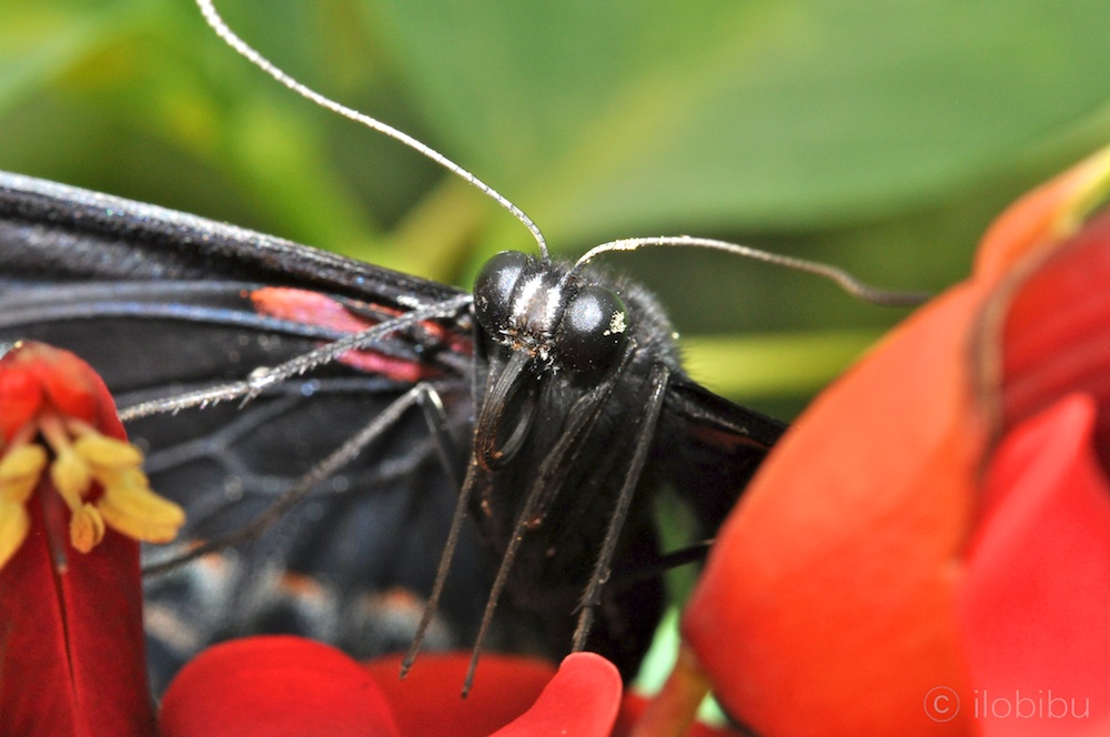 Meine ersten Macrofotos.