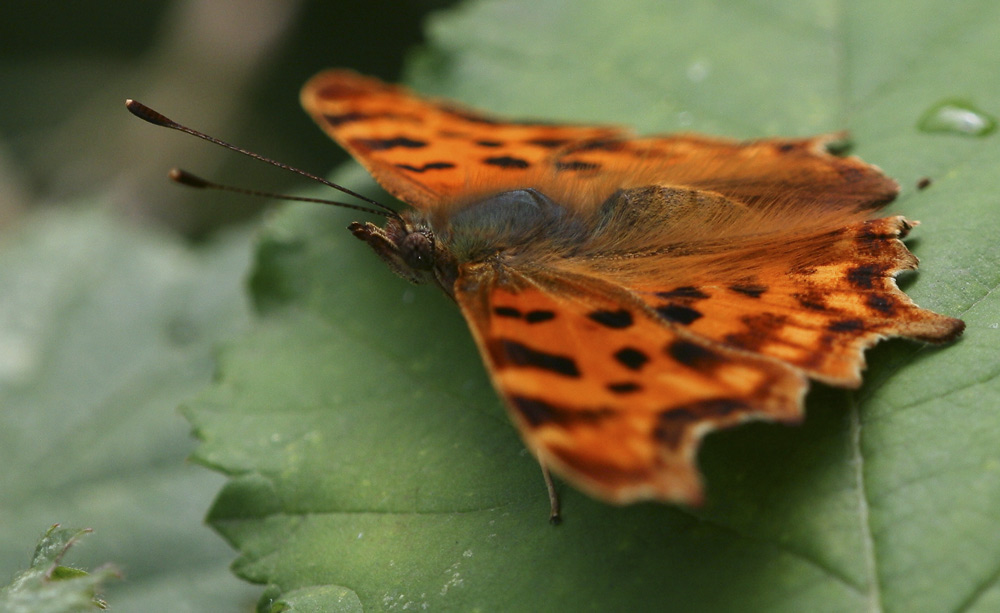 Meine ersten Makros Schmetterling Name unbekannt