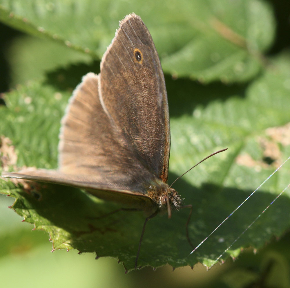 Meine ersten Makros Schmetterling Name unbekannt