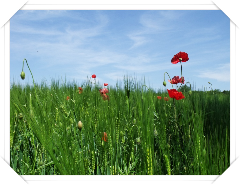 Meine ersten Mohnblumen