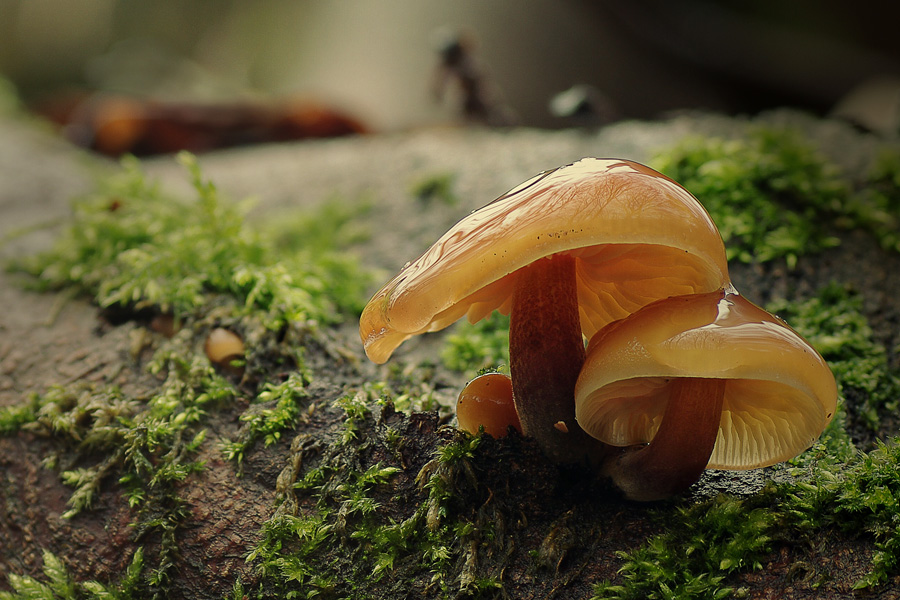 meine ersten Pilze