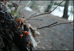 Meine ersten Pilze - Mitte Januar!