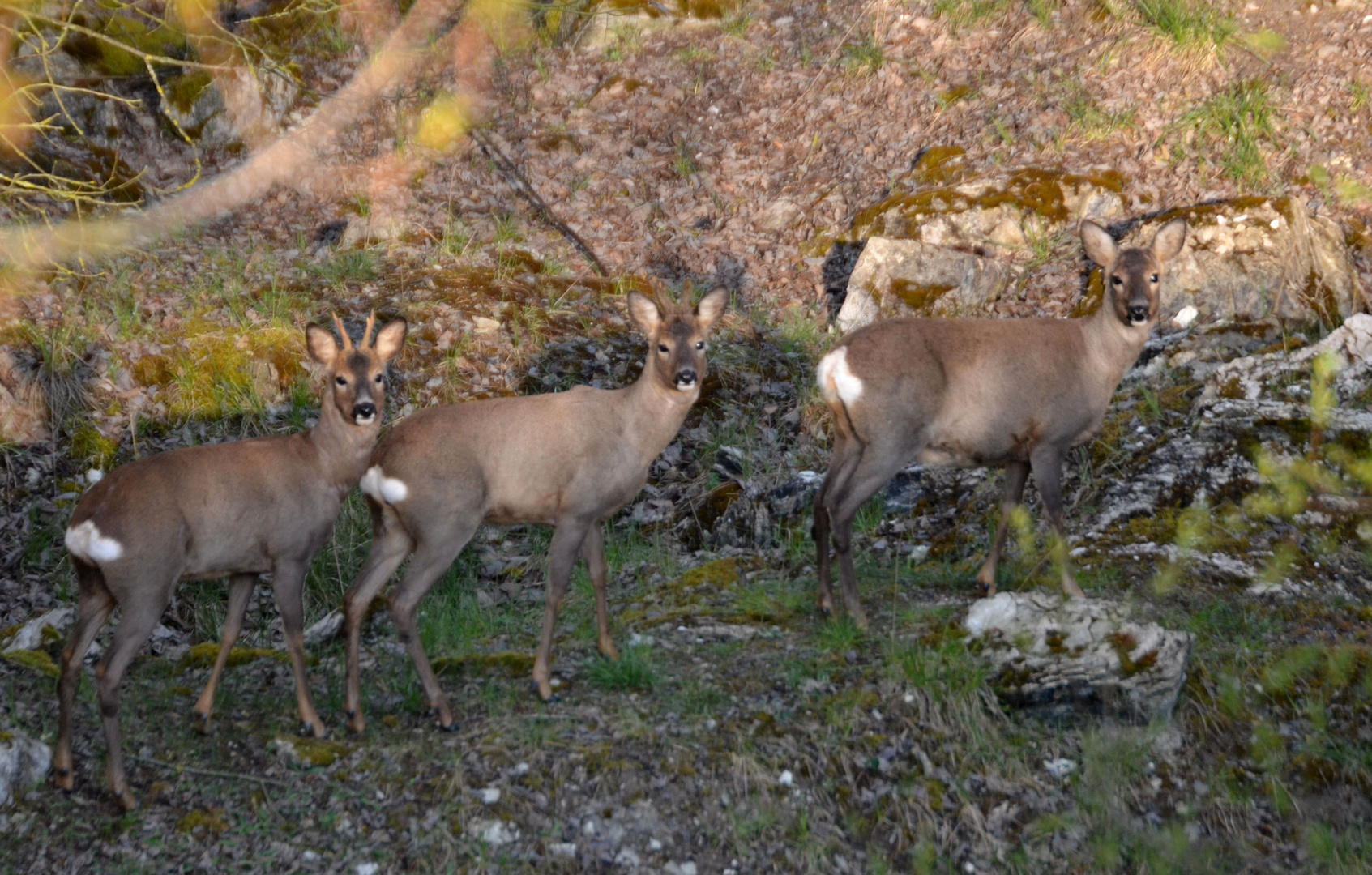 Meine Ersten Rehe !