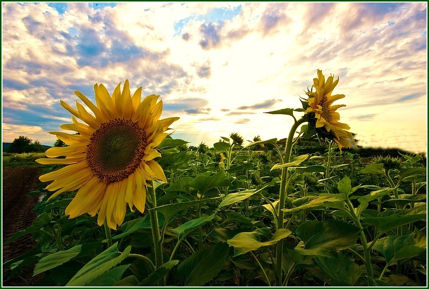 Meine ersten Sonnenblumen 2009