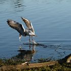 Meine ersten Versuche fliegende Vögel zu fotografieren