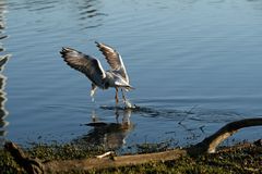 Meine ersten Versuche fliegende Vögel zu fotografieren