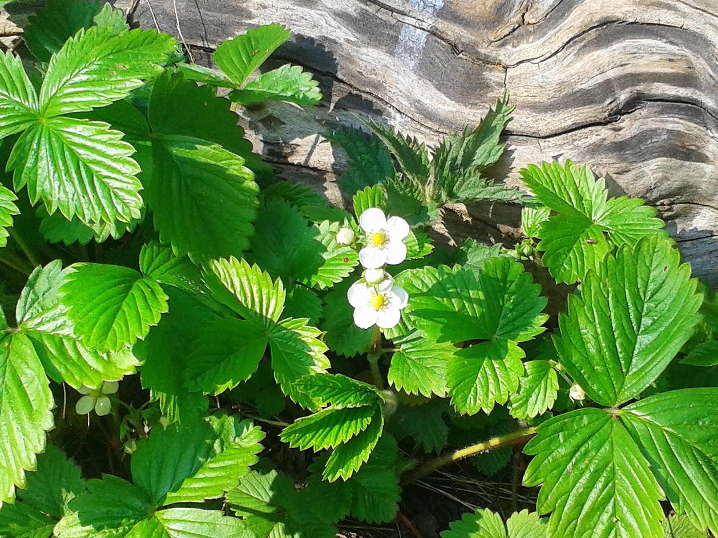 meine ersten Walderdbeerblüten