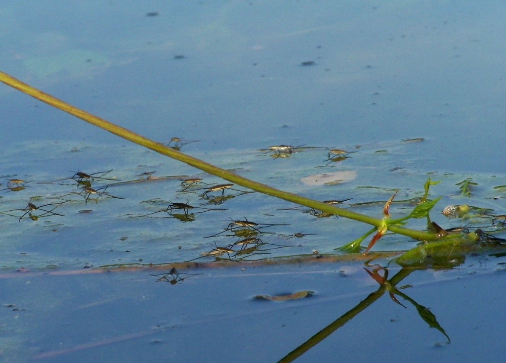 Meine ersten WASSERLÄUFER