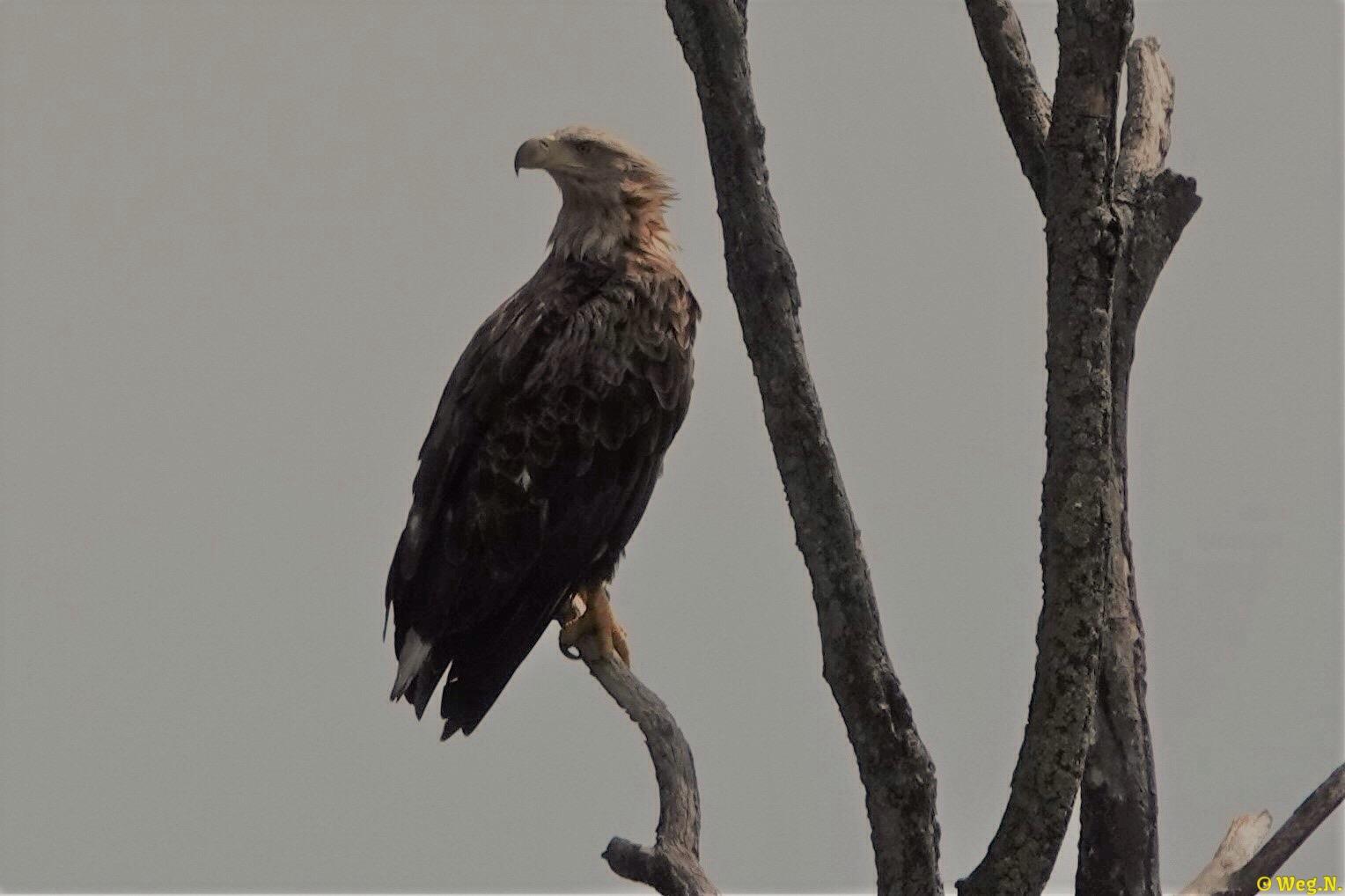 Meine erster Seeadler in der freien Wildbahn