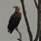 Meine erster Seeadler in der freien Wildbahn