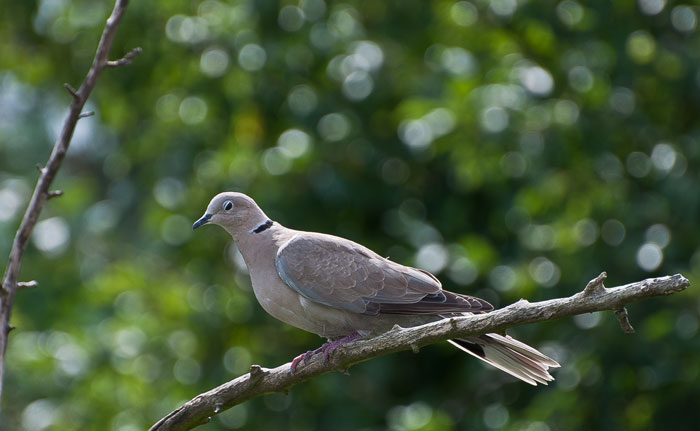 Meine erstes Vogel Foto