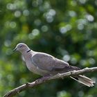 Meine erstes Vogel Foto