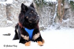 Meine Eurasierhündin fühlt sich wohl im Schnee