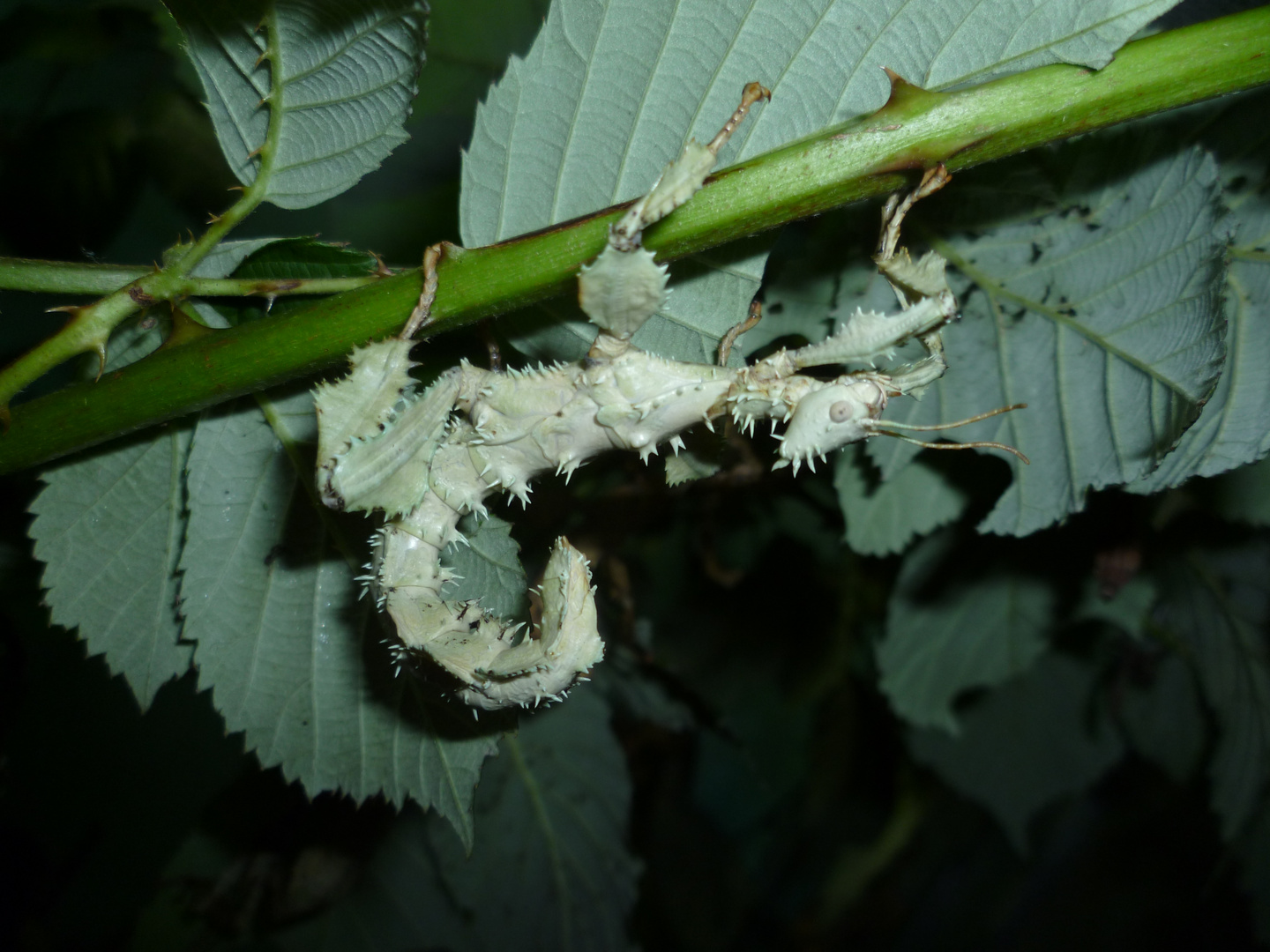 Meine Extatosoma tiaratum