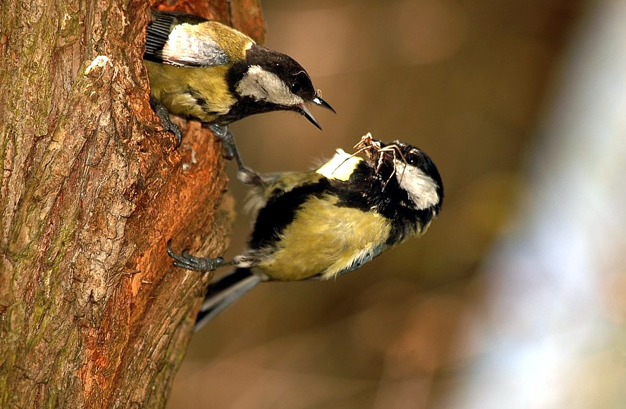 Meine Familie (parus Major)