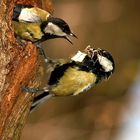 Meine Familie (parus Major)