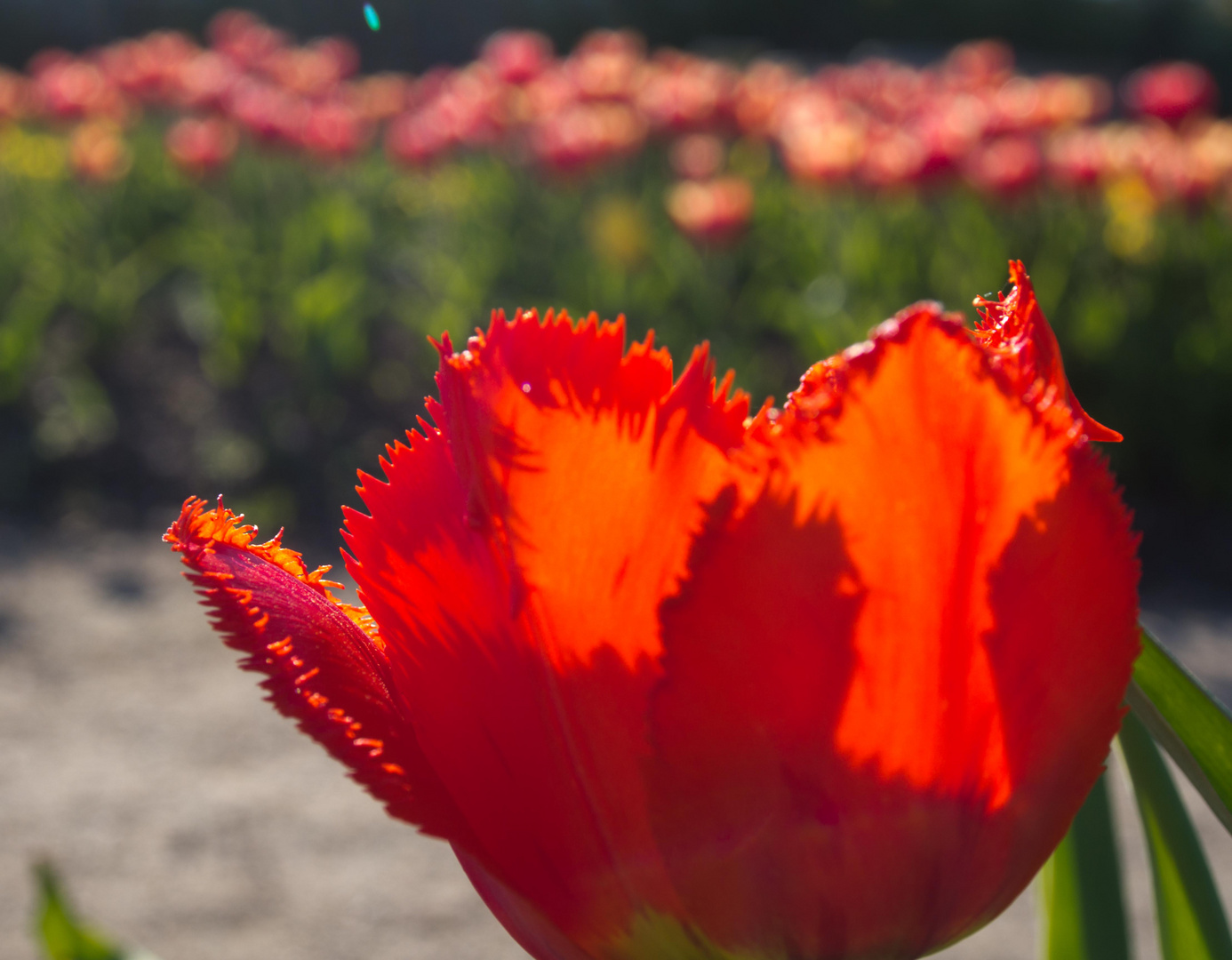 meine Farbe sagt: Achtung, s' ist Frühling