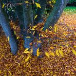 Meine "Farnblättrige Rotbuche" ... all leaves fallen