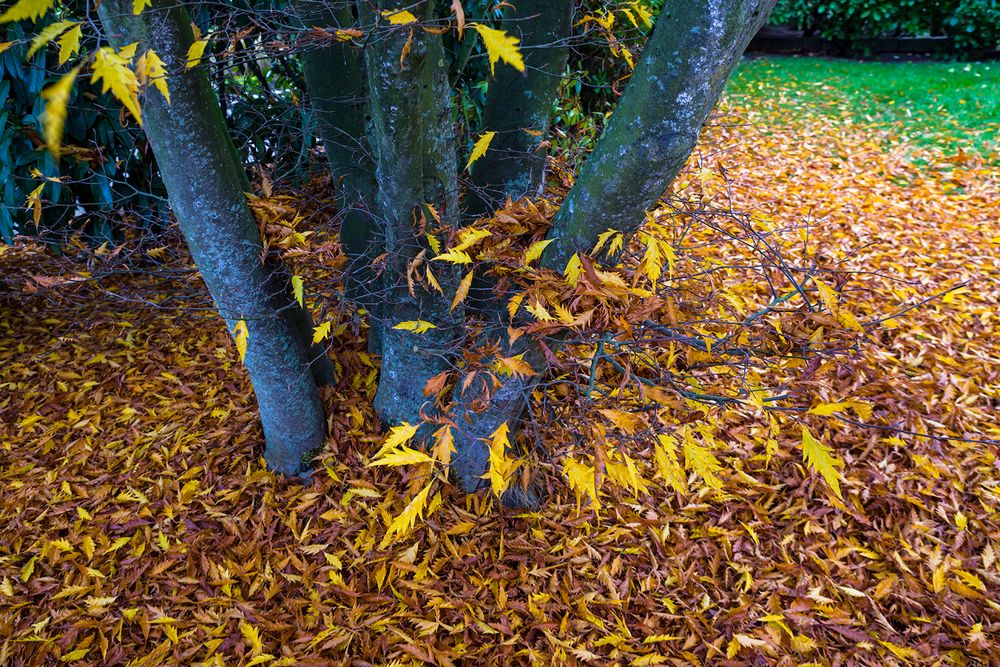 Meine "Farnblättrige Rotbuche" ... all leaves fallen