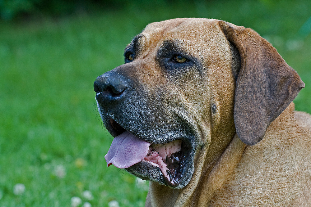 Meine Fila Brasileiro Hündin