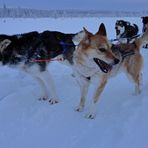 Meine (Finnland-) Husky-Tour 2013