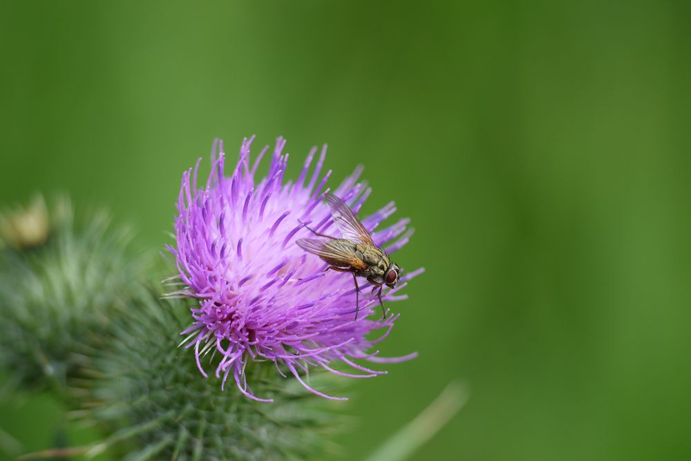 Meine Fliege von Lifefoto 