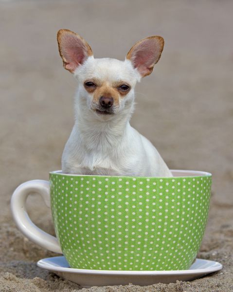 Meine fliegende Untertasse...