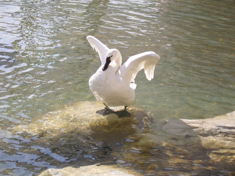 Meine Flügel bleiben trocken!