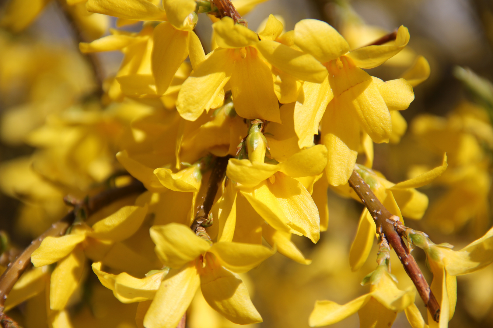 Meine Forsythien blühen