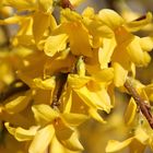 Meine Forsythien blühen