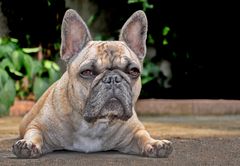 Meine Französische Bulldogge Amy