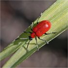 Meine Freude über die Entdeckung der Lllienhähnchen (Lilioceris lilii) teilte . . .