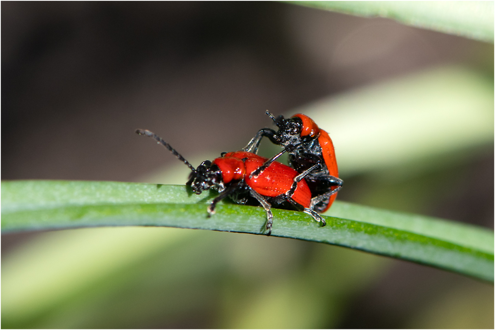 Meine Freude über die Entdeckung der Lllienhähnchen (Lilioceris lilii) teilte . . .