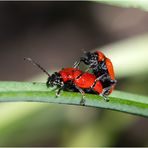 Meine Freude über die Entdeckung der Lllienhähnchen (Lilioceris lilii) teilte . . .