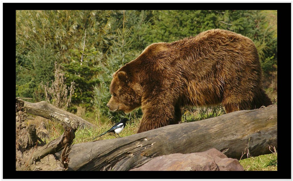 Meine Freund der Kodiak