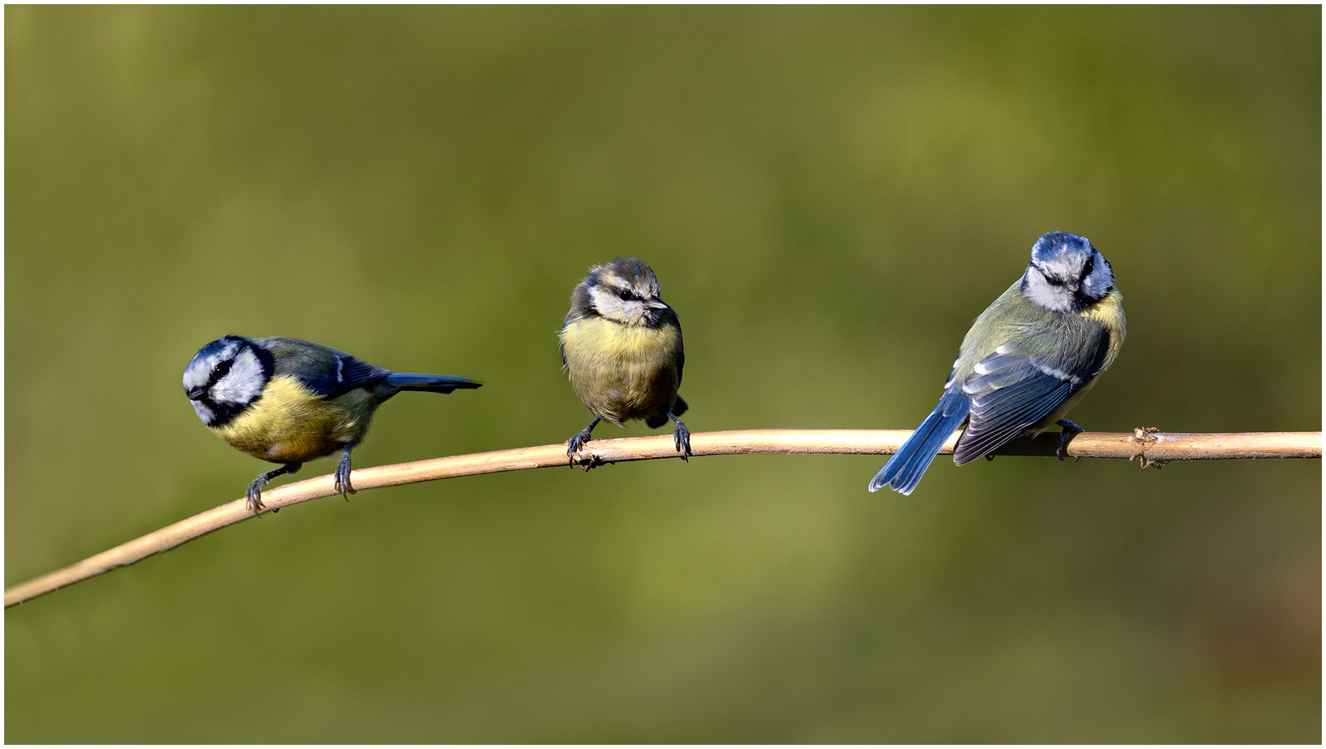 Meine Freunde im Garten