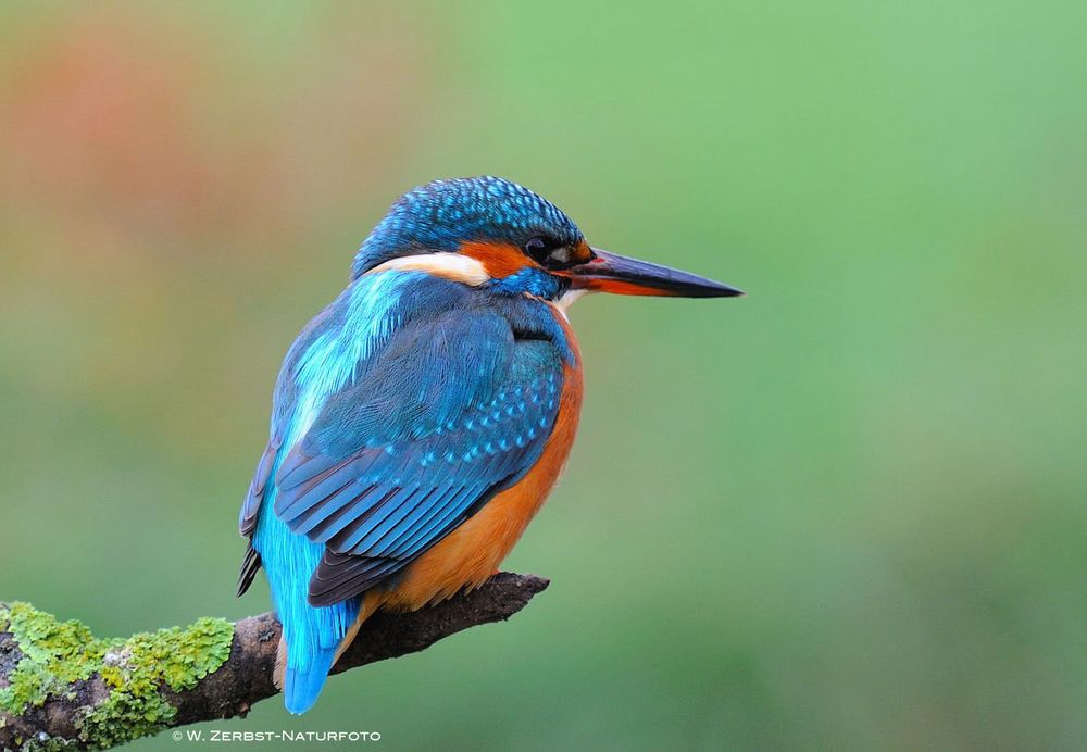 --- Meine Freunde vom Wasser ----   ( Alcedo atthis )