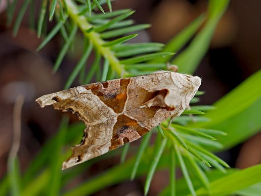 Meine Freundin, die Achateule (Phlogophora meticulosa) 