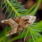 Meine Freundin, die Achateule (Phlogophora meticulosa) 