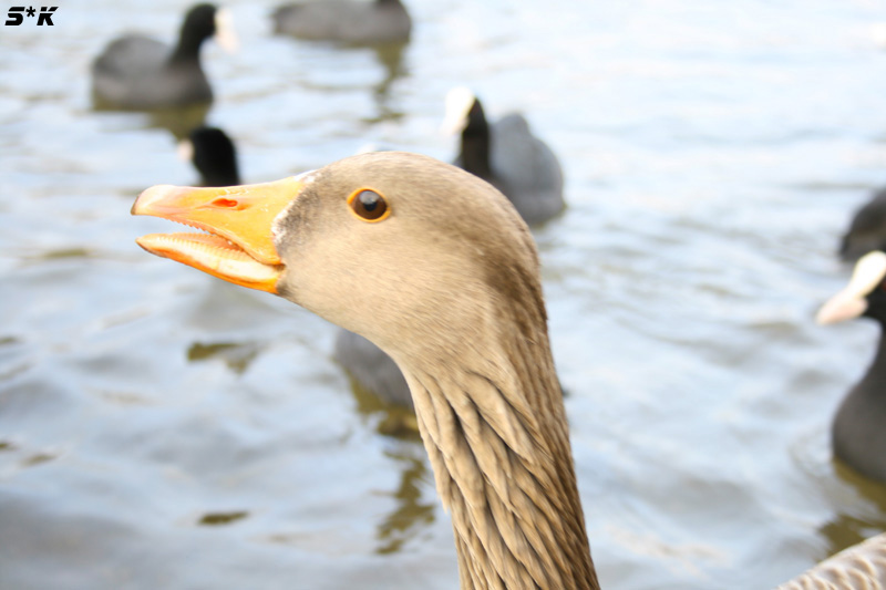 Meine Freundin Die Ente ;)