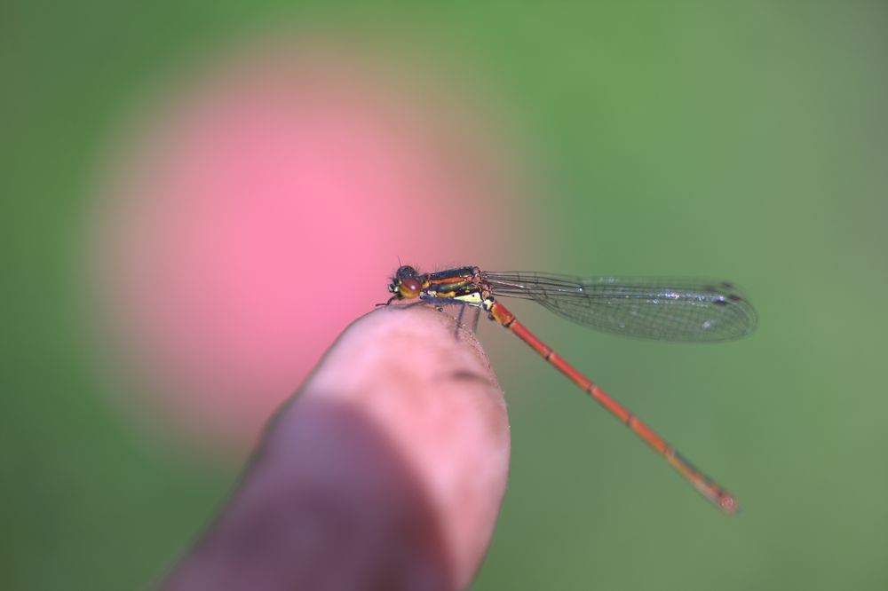 Meine Freundin die Libelle