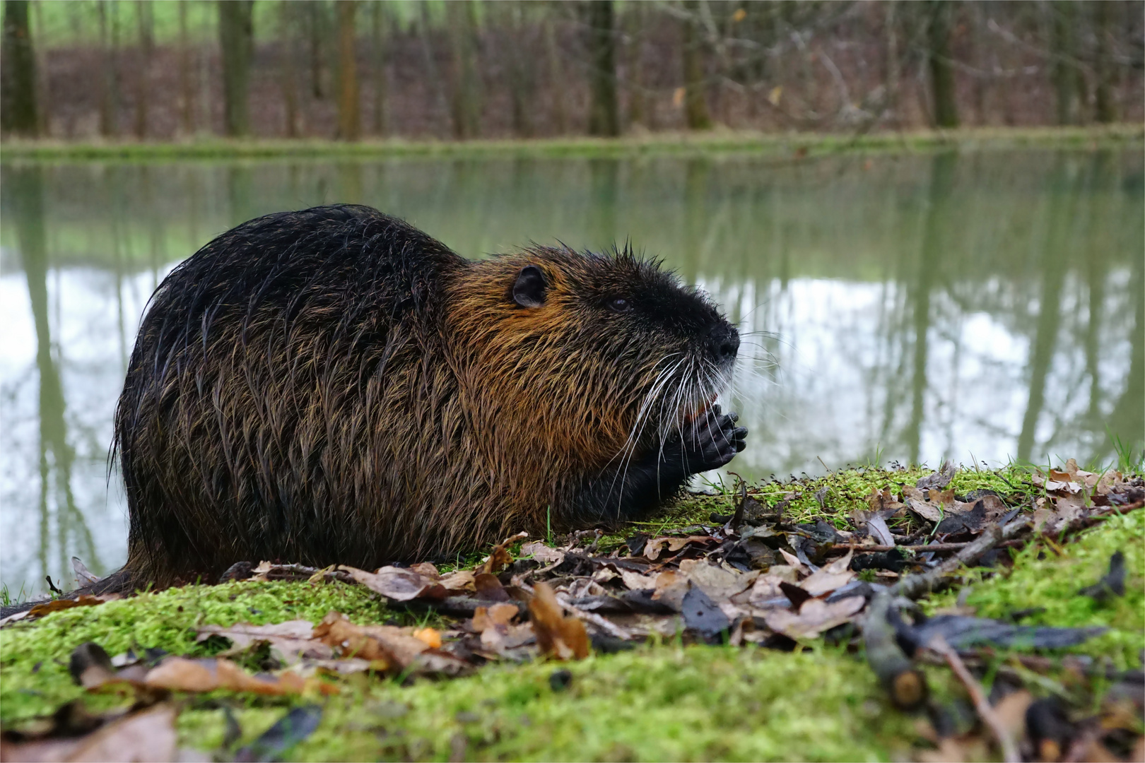 Meine Freundin, die Nutria 