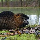 Meine Freundin, die Nutria 