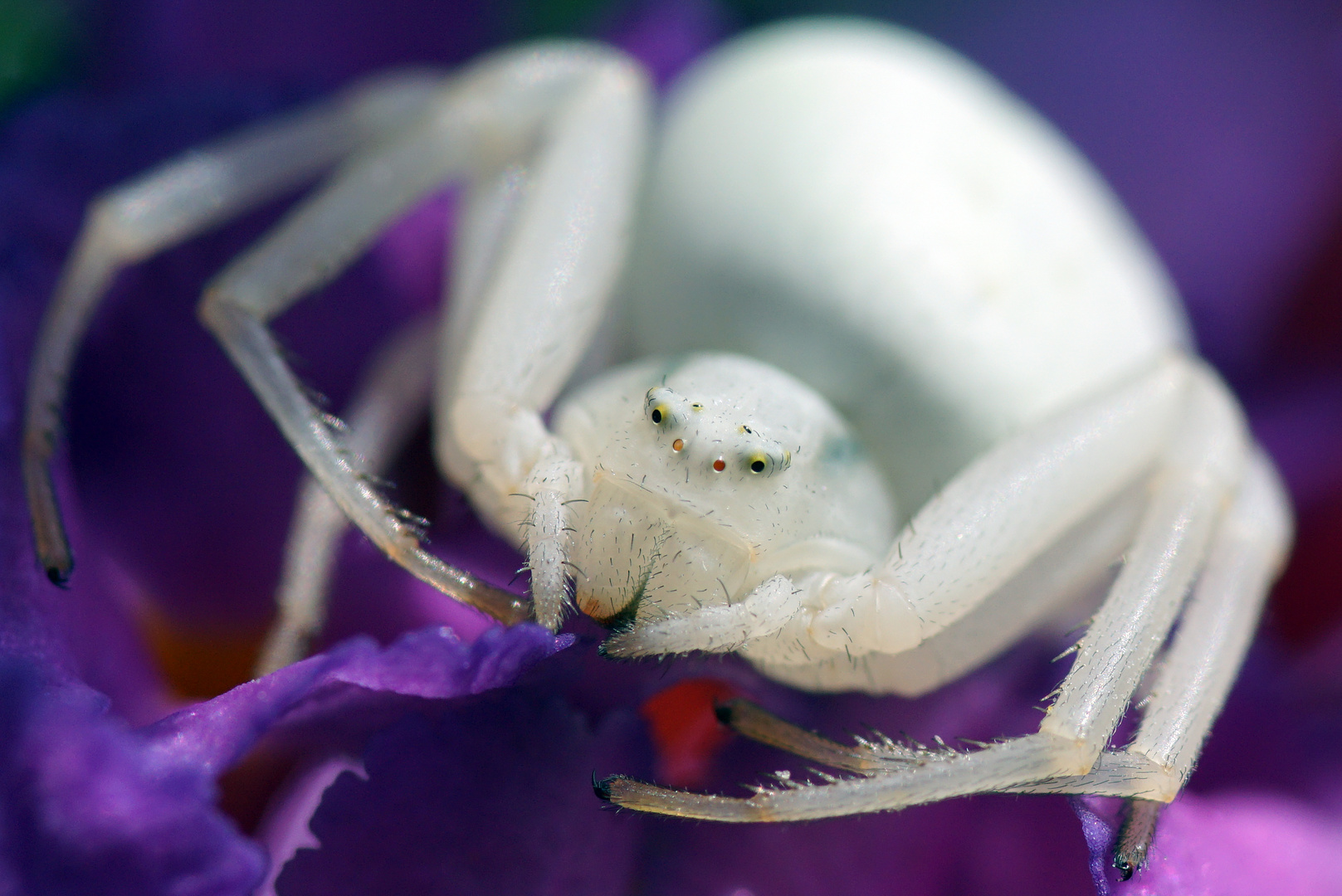 Meine Freundin, die Spinne