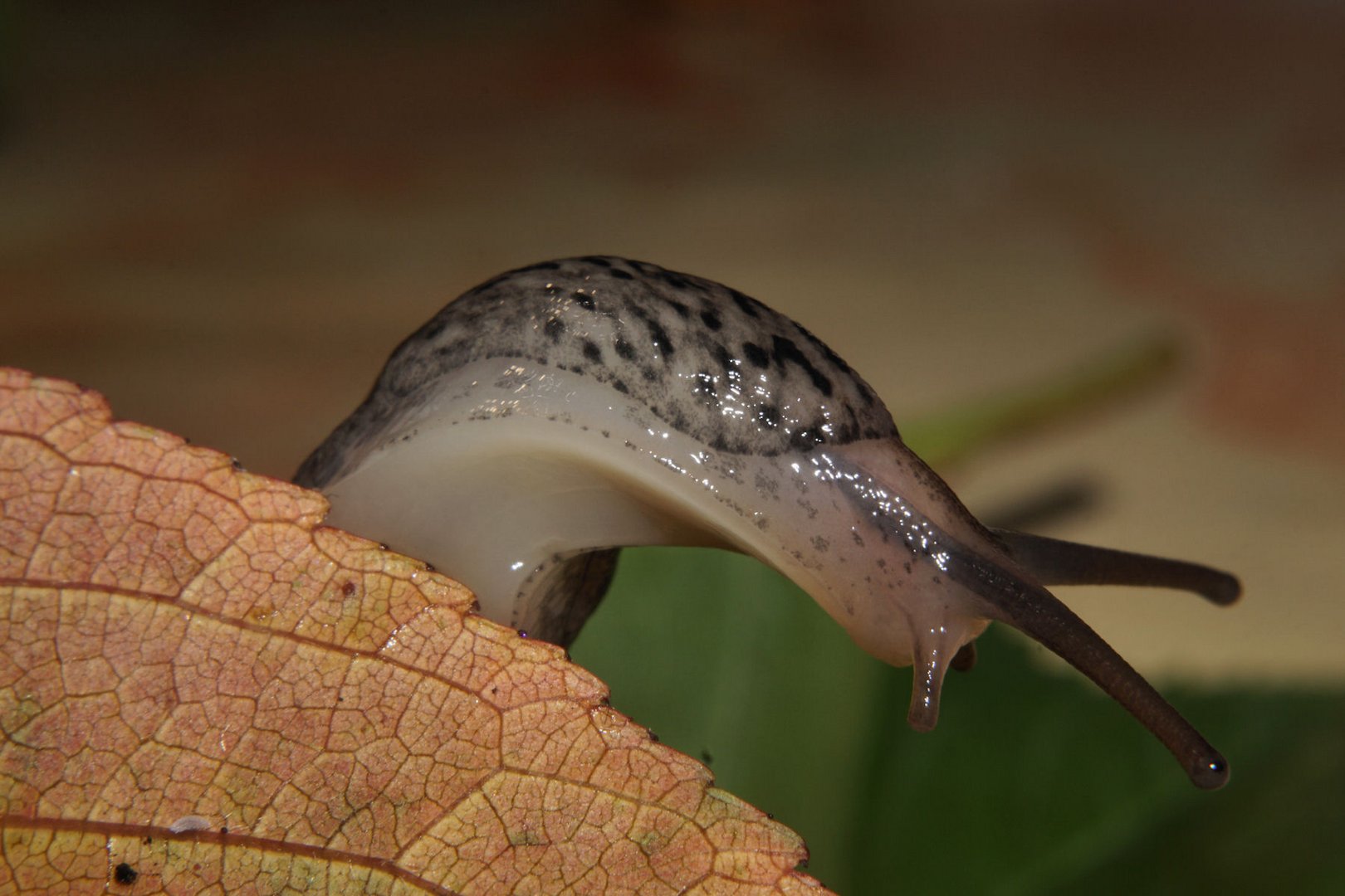 Meine Freundin, die Tigerschnecke !