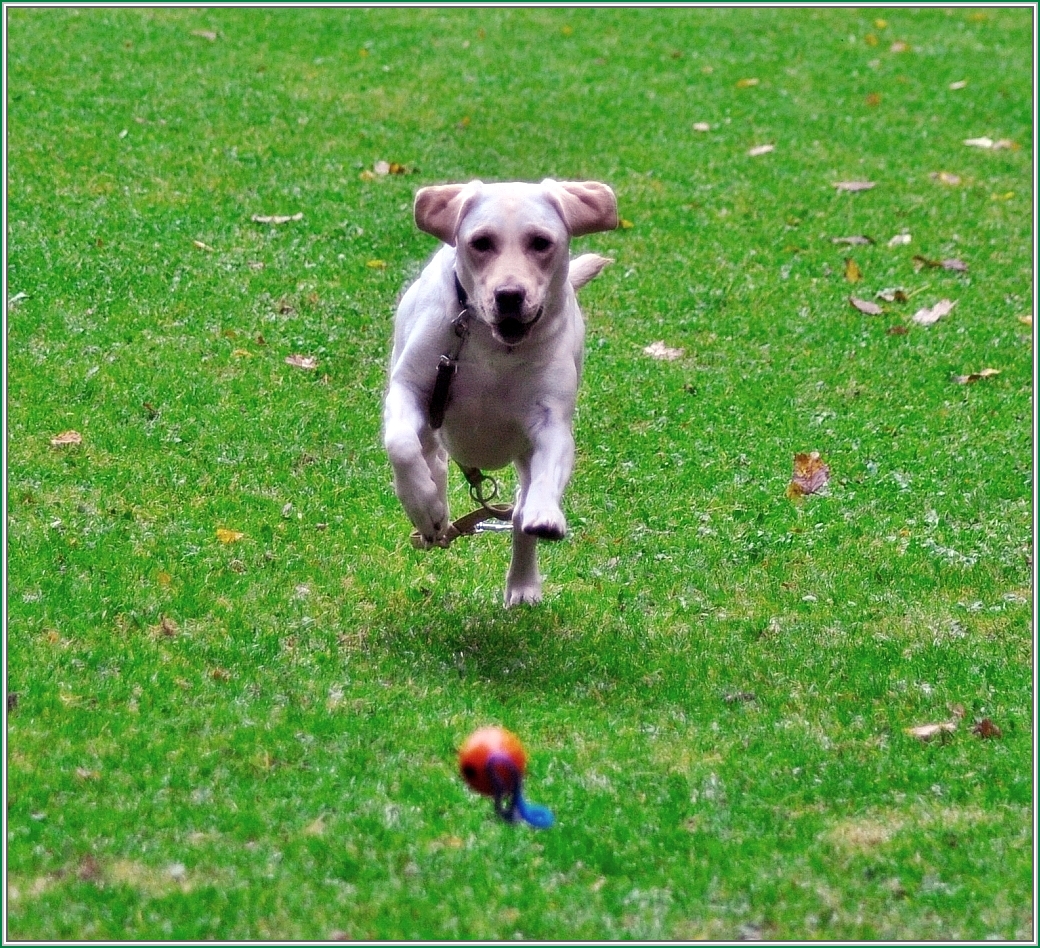 Meine Freundin Laika