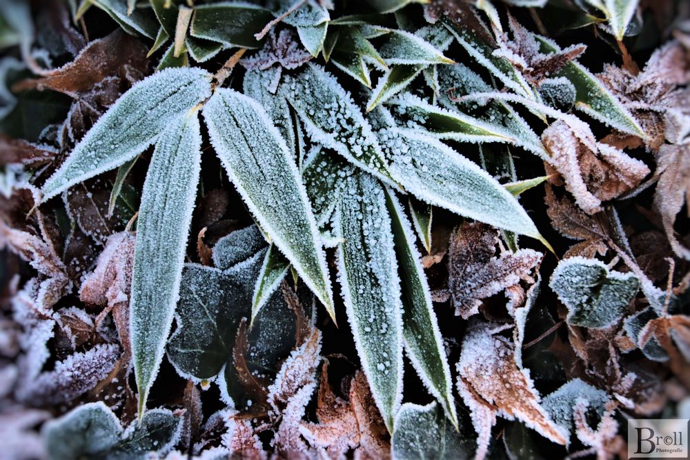 Meine Frostaufnahme nach -5 Grad in der Nacht